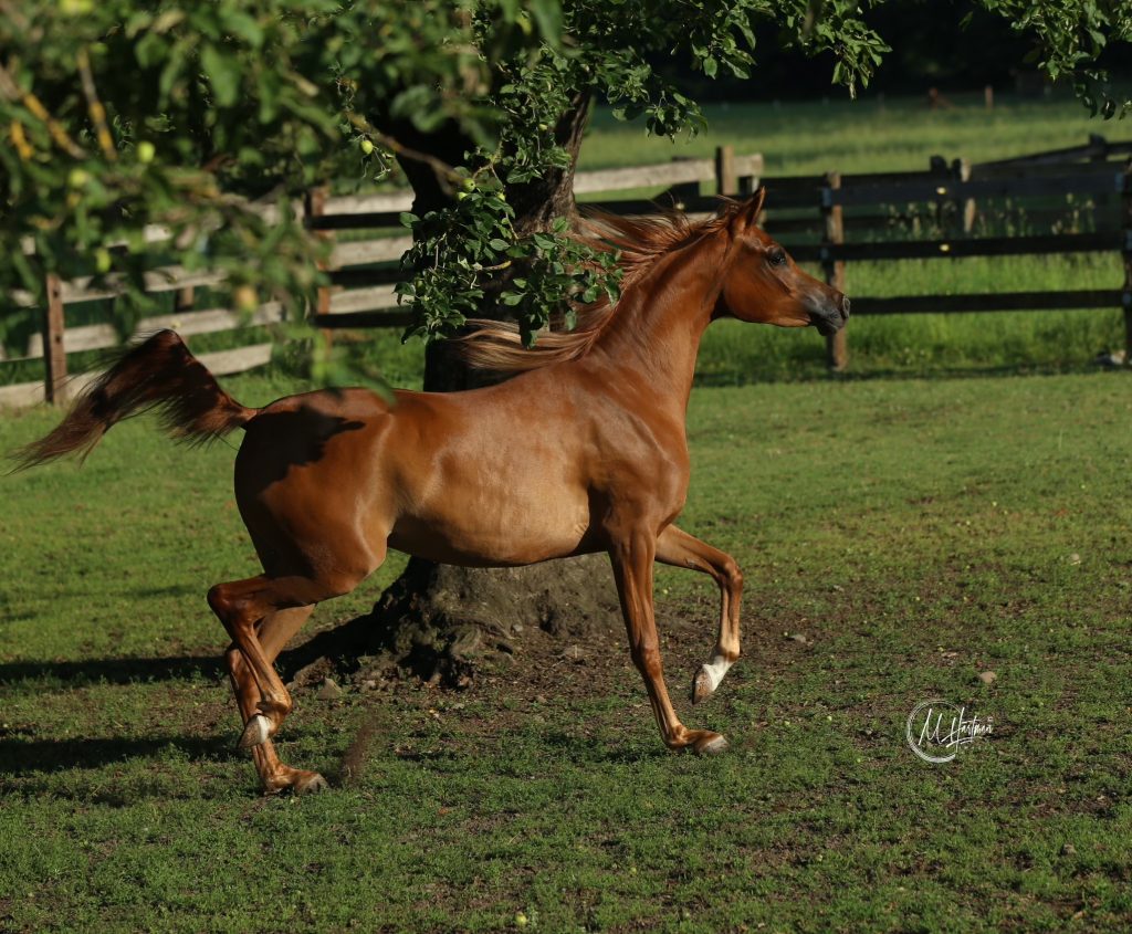 PS Fleur PS Arabians Horse Farm Enumclaw WA IMG 0282