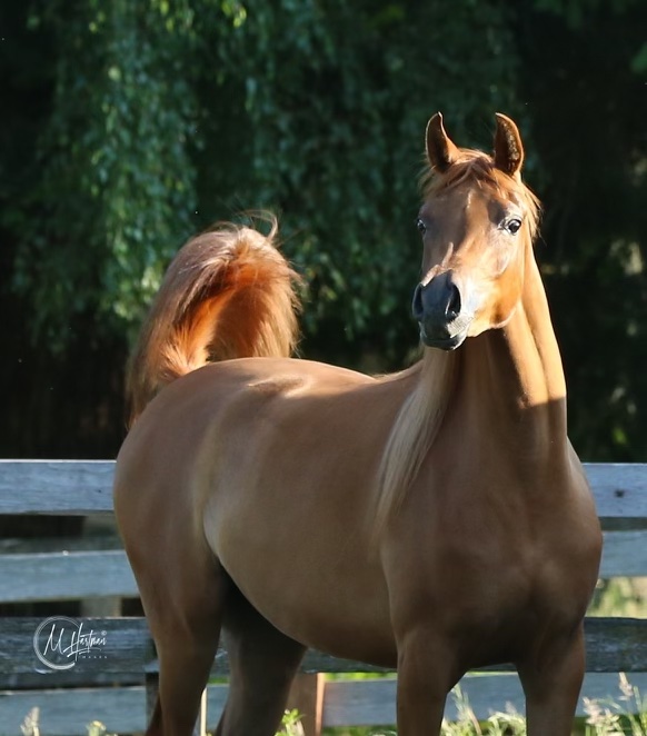 PS Fleur PS Arabians Horse Farm Enumclaw WA IMG 0293