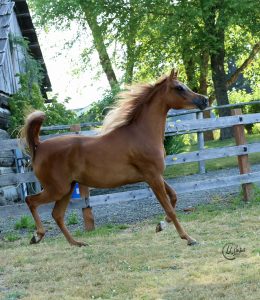 PS Fleur PS Arabians Horse Farm Enumclaw WA IMG 0296