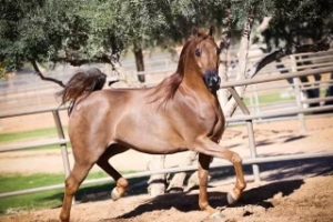 PS Excelsior Marwan 20 Original PS Arabians Horse Farm Enumclaw WA PS Excelsior Marwan 20 Original PS Arabians Horse Farm Enumclaw WA