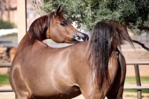 PS Excelsior Marwan 4 Original PS Arabians Horse Farm Enumclaw WA PS Excelsior Marwan 4 Original PS Arabians Horse Farm Enumclaw WA