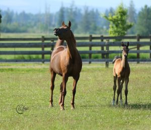 PS Legacy PS Arabians Horse Farm Enumclaw WA IMG 0305 PS Excelsior PS Arabians Horse Farm Enumclaw WA IMG 0304