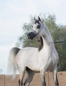 Screenshot Dad Royal Atticus