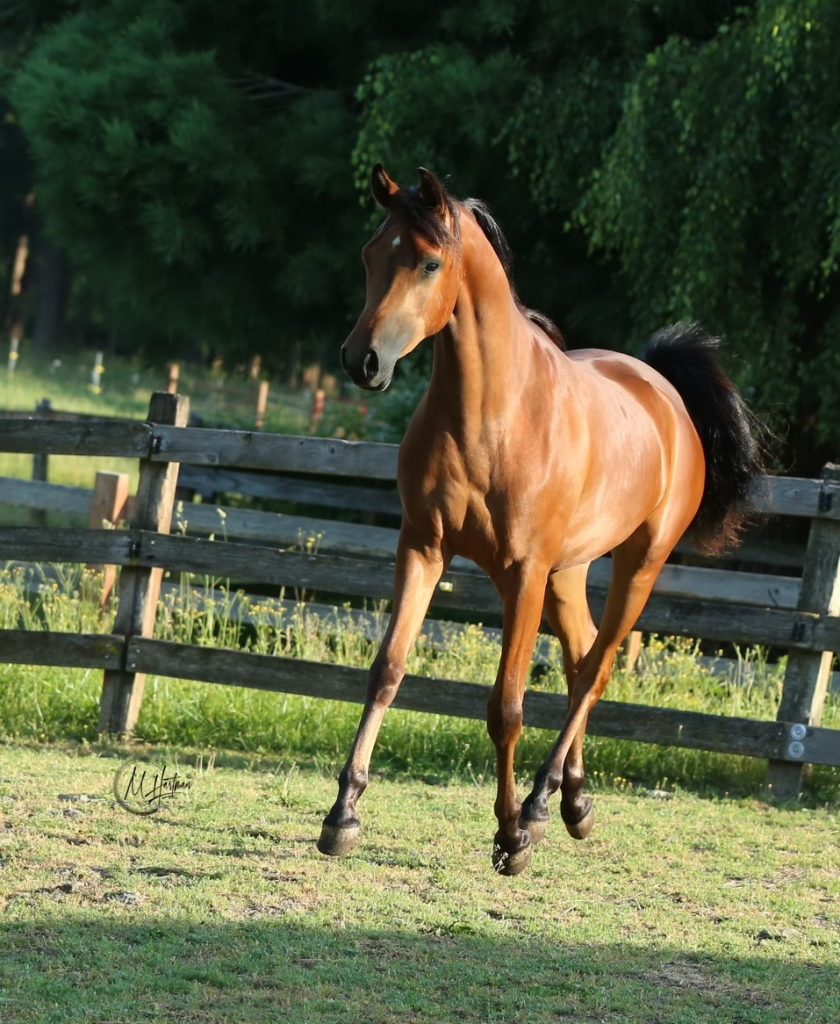 PS Legacy PS Arabians Horse Farm Enumclaw WA IMG 0305 PS Legacy PS Arabians Horse Farm Enumclaw WA IMG 0305