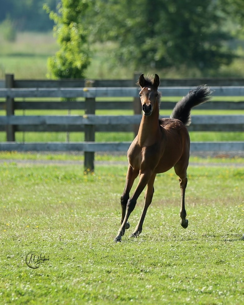 PS Solaris PS Arabians Horse Farm Enumclaw WA IMG 0311