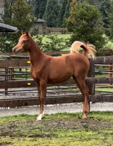 PS Fleur (AJ Radman x Viva Marwan) chestnut Arabian horse up for sale by PS Arabians in Enumclaw Washington