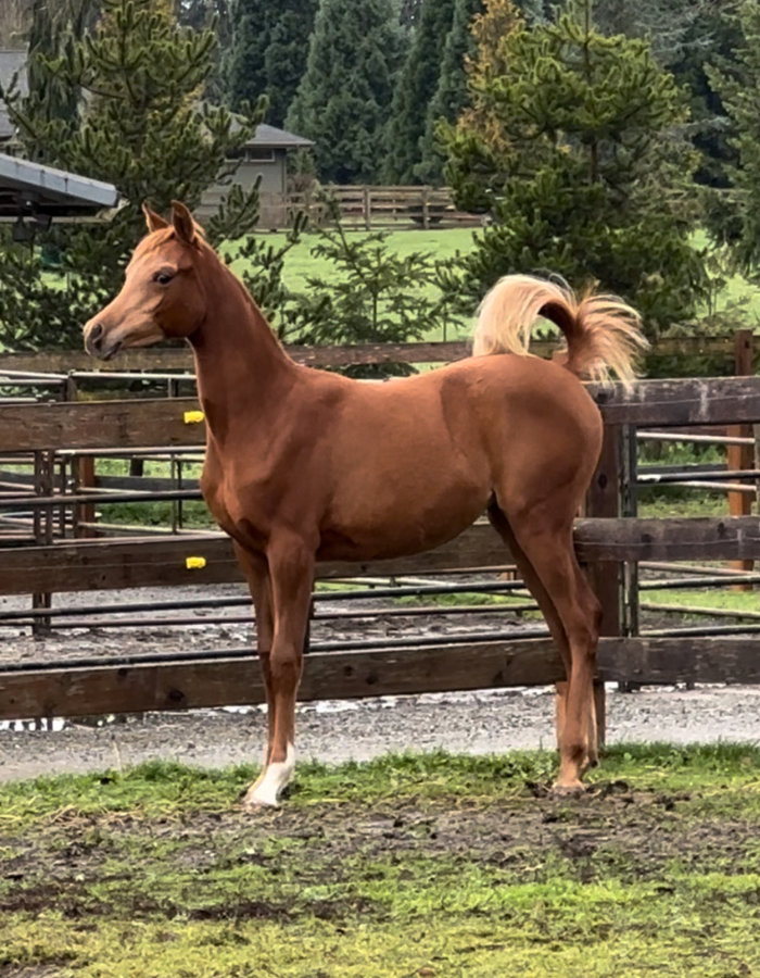 PS Fleur (AJ Radman x Viva Marwan) chestnut Arabian horse up for sale by PS Arabians in Enumclaw Washington