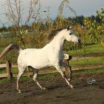 PS Kalypsoo, Dapple Grey Arabian Horse for Sale, Trotting on PS Arabians Farm Enumclaw, Washington