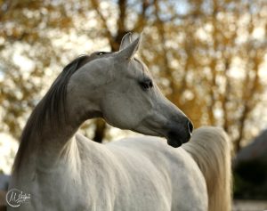 PS Kalypsoo Dapple Grey Arabian Horse for Sale in Enumclaw, Washington