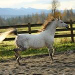 PS Kalypsoo, a Dapple Grey Arabian Horse for sale, Running on PS Arabians Horse Farm in Enumclaw, Washington