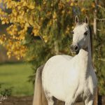 Portrait of PS Kalypsoo, a Dapple Grey Arabian Horse for sale from PS Arabians Horse Farm in Enumclaw, Washington
