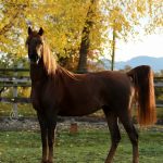 Chestnut Arabian Filly for Sale, PS Mimosa, on PS Arabians Farm in Enumclaw, Washington