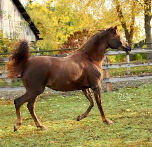 PS Mimosa, Chestnut Arabian Filly for Sale, Running on PS Arabians Farm in Enumclaw, Washington