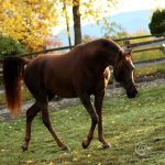 PS Mimosa, Well Bred Chestnut Arabian Filly for Sale, from PS Arabians in Enumclaw, Washington