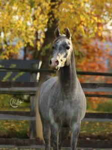 PS Paladin, Dapple Grey Arabian Gelding, for sale by PS Arabians in Enumclaw, Washington