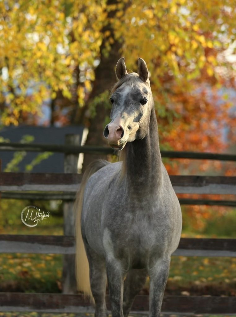PS Paladin, Dapple Grey Arabian Gelding, for sale by PS Arabians in Enumclaw, Washington