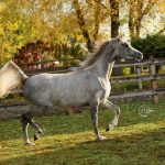 PS Paladin, a Dapple Grey Arabian Gelding, runs on PS Arabians Farm in Enumclaw, Washington