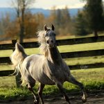 Running Dapple Grey Arabian Gelding, PS Paladin, for sale by PS Arabians in Enumclaw, Washington