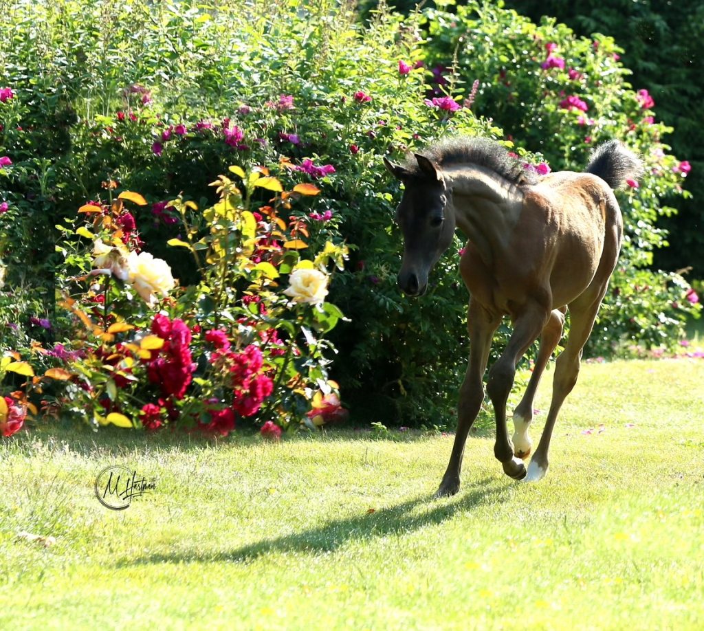 PS Excelsior PS Arabians Horse Farm Enumclaw WA B91V1897