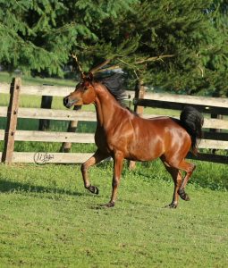 PS Legacy PS Arabians Horse Farm Enumclaw WA IMG 0303