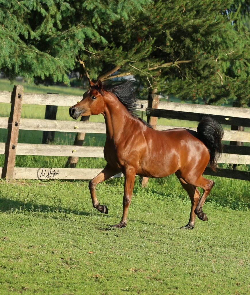 PS Legacy PS Arabians Horse Farm Enumclaw WA IMG 0303