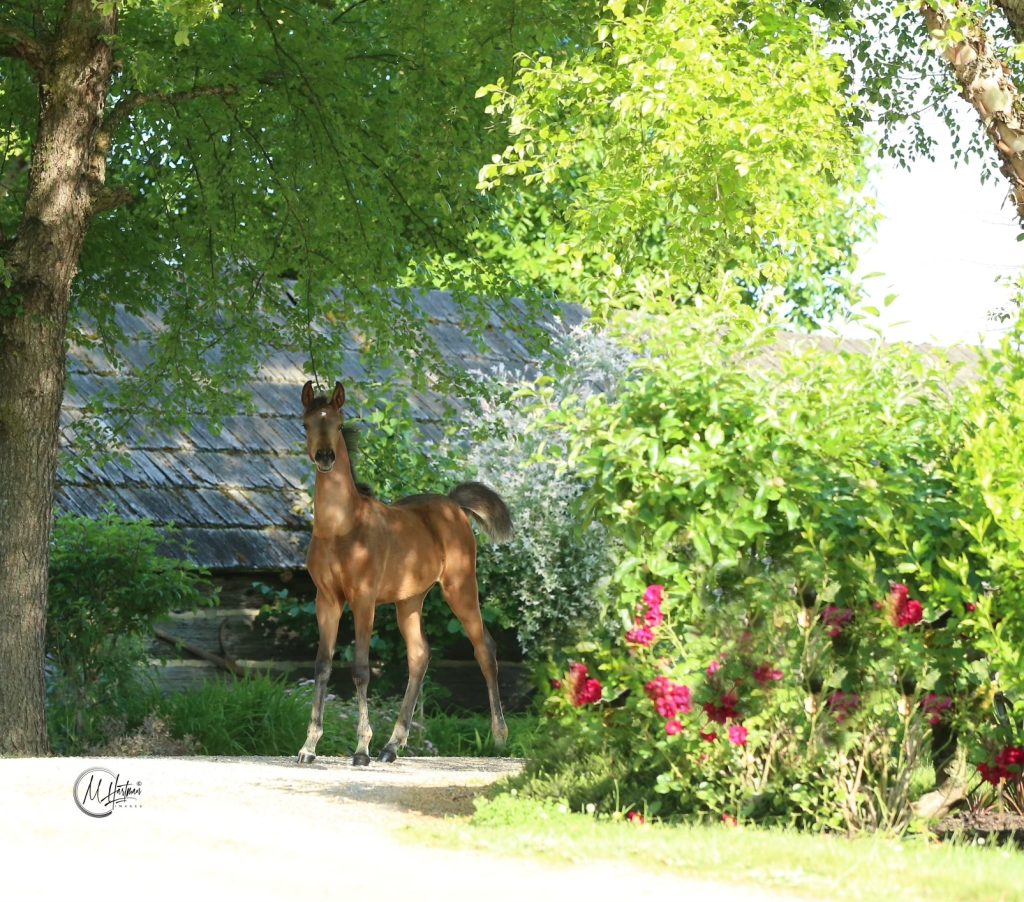 PS Solaris PS Arabians Horse Farm Enumclaw WA IMG 0298