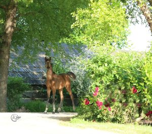 PS Solaris PS Arabians Horse Farm Enumclaw WA IMG 0298