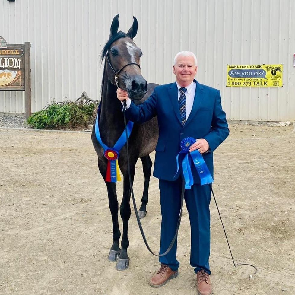 PS Rising Habanero, dark brown Arabian horse and 3 time regional dressage champion, wearing a blue ribbon from winning dressage competition