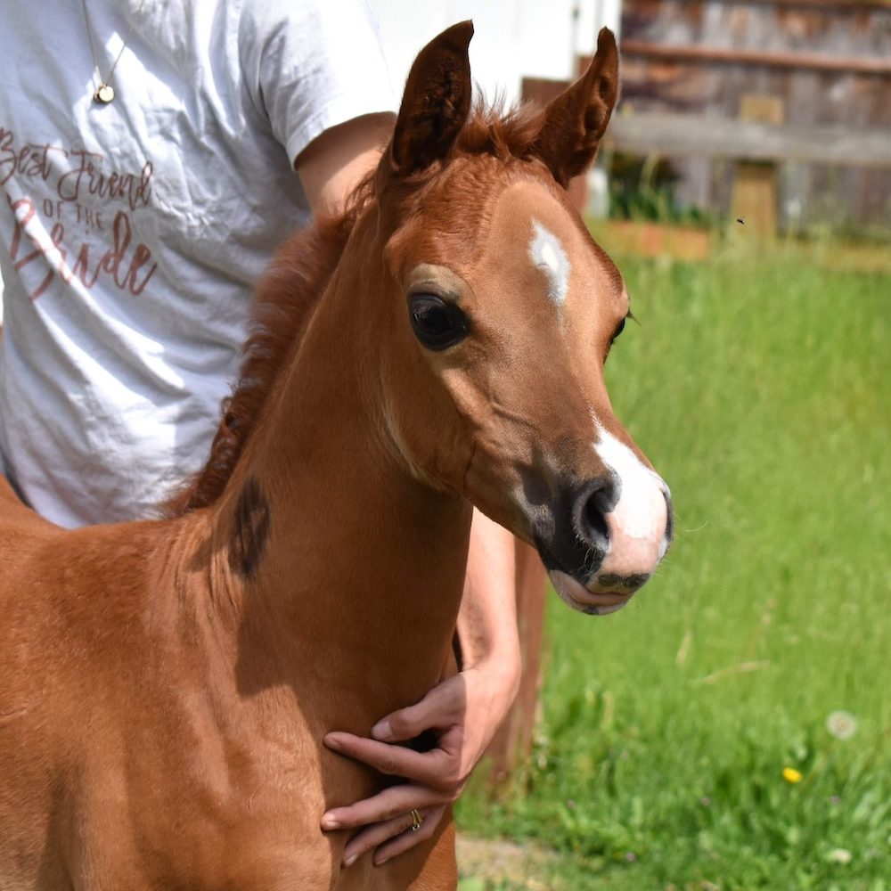 Light brown Arabian horse foal and trainer on PS Arabians farm in Enumclaw Washington