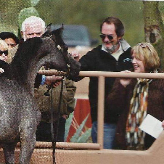 Dark brown Arabian horse greets visitors on the PS Arabians farm in Enumclaw Washington